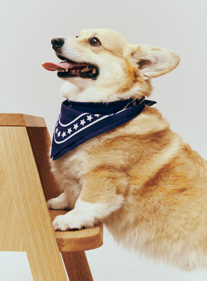 Hay Dog Scarves + other colours