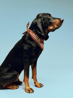 Hay Dog Scarves + other colours
