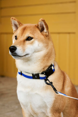Hay Dog Leads
