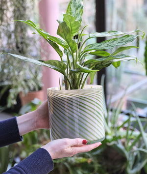 Spiral Glass Pots + 3 sizes + 2 colours