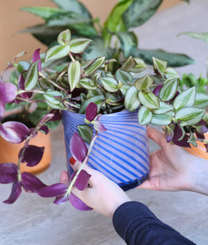 Spiral Glass Pots + 3 sizes + 2 colours