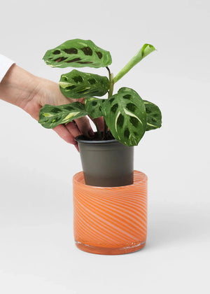 Spiral Glass Pots + 3 sizes + 2 colours