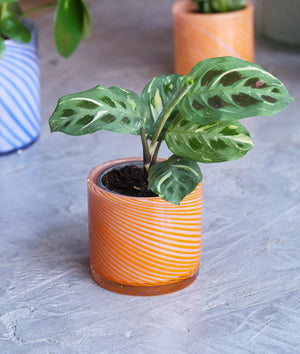 Spiral Glass Pots + 3 sizes + 2 colours